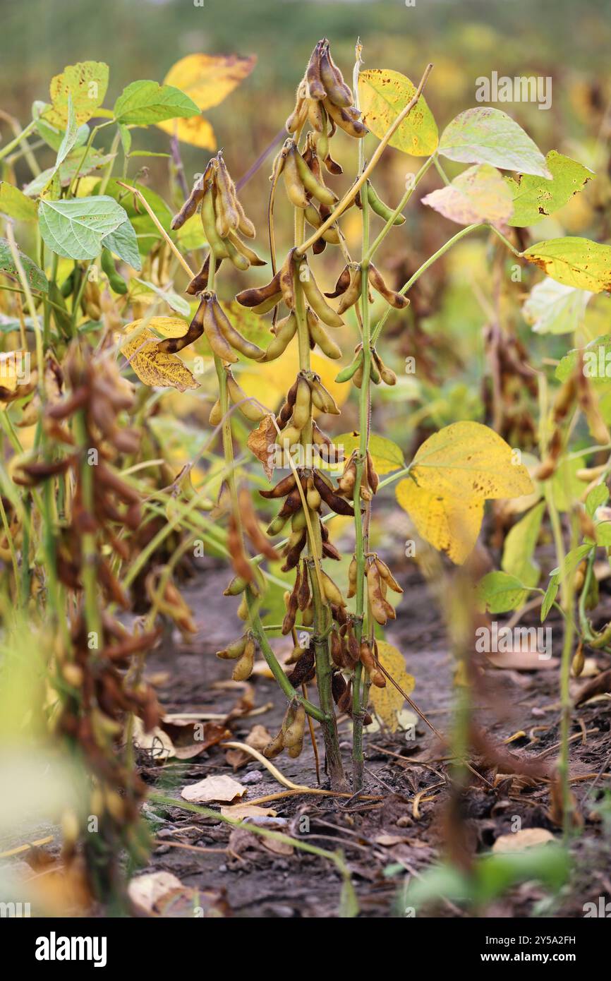 Plantation de soja, maturation des gousses avant la récolte dans un champ de culture. Banque D'Images