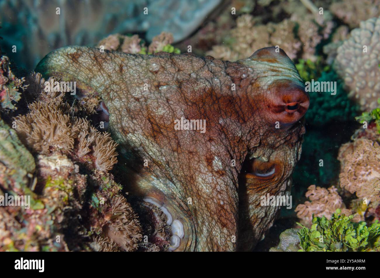 Grosse pieuvre rouge, Octopus cyaneus, Octopodidae, Parc National marin et réserve de Watamu, Kenya, Afrique Banque D'Images