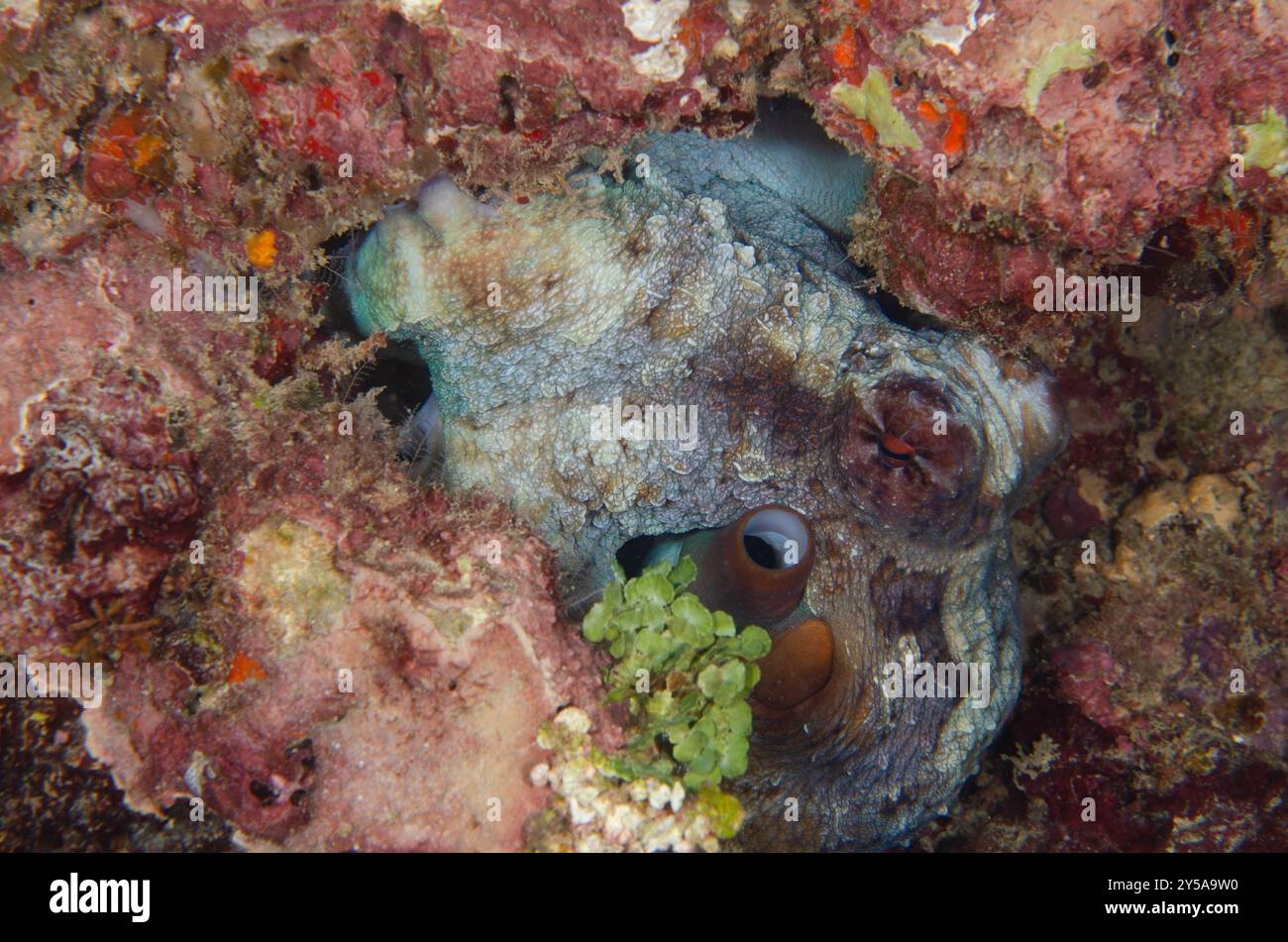 Grosse pieuvre rouge, Octopus cyaneus, Octopodidae, Parc National marin et réserve de Watamu, Kenya, Afrique Banque D'Images