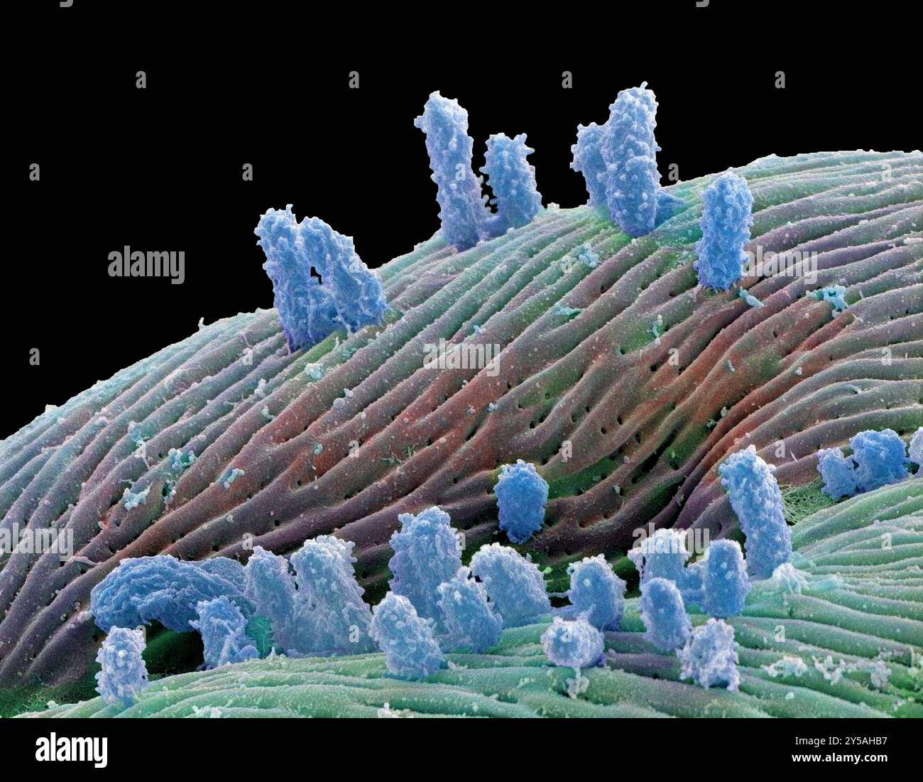 Bactéries stagnantes de l'eau. Micrographie électronique à balayage coloré (MEB) du corps protozoaire fixé par des bactéries dans l'eau stagnante. De nombreux filaments protéiques s'étendent à partir des bactéries. Sans mouvement ni aération, l'eau stagnante devient un terreau de choix pour les biofilms, ou une collection de bactéries ou de champignons. Laissée non traitée, l'eau stagnante devient souvent le foyer de maladies dangereuses et d'agents pathogènes tels que la légionelle, E. coli, les mycobactéries non tuberculeuses et la pneumonie liée à Pseudomonas grossissement : x6000 lorsqu'elle est imprimée à 10 centimètres de large. Banque D'Images