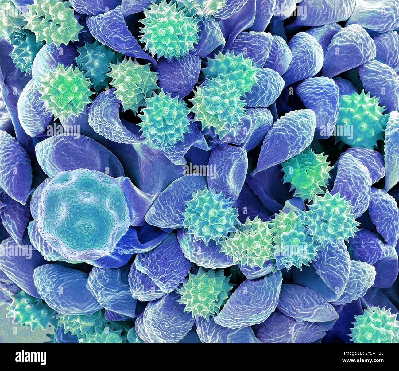 Daisy Anther. Micrographie électronique à balayage couleur (MEB). Grossissement : x650 lors de l'impression à 10 cm de large. Banque D'Images