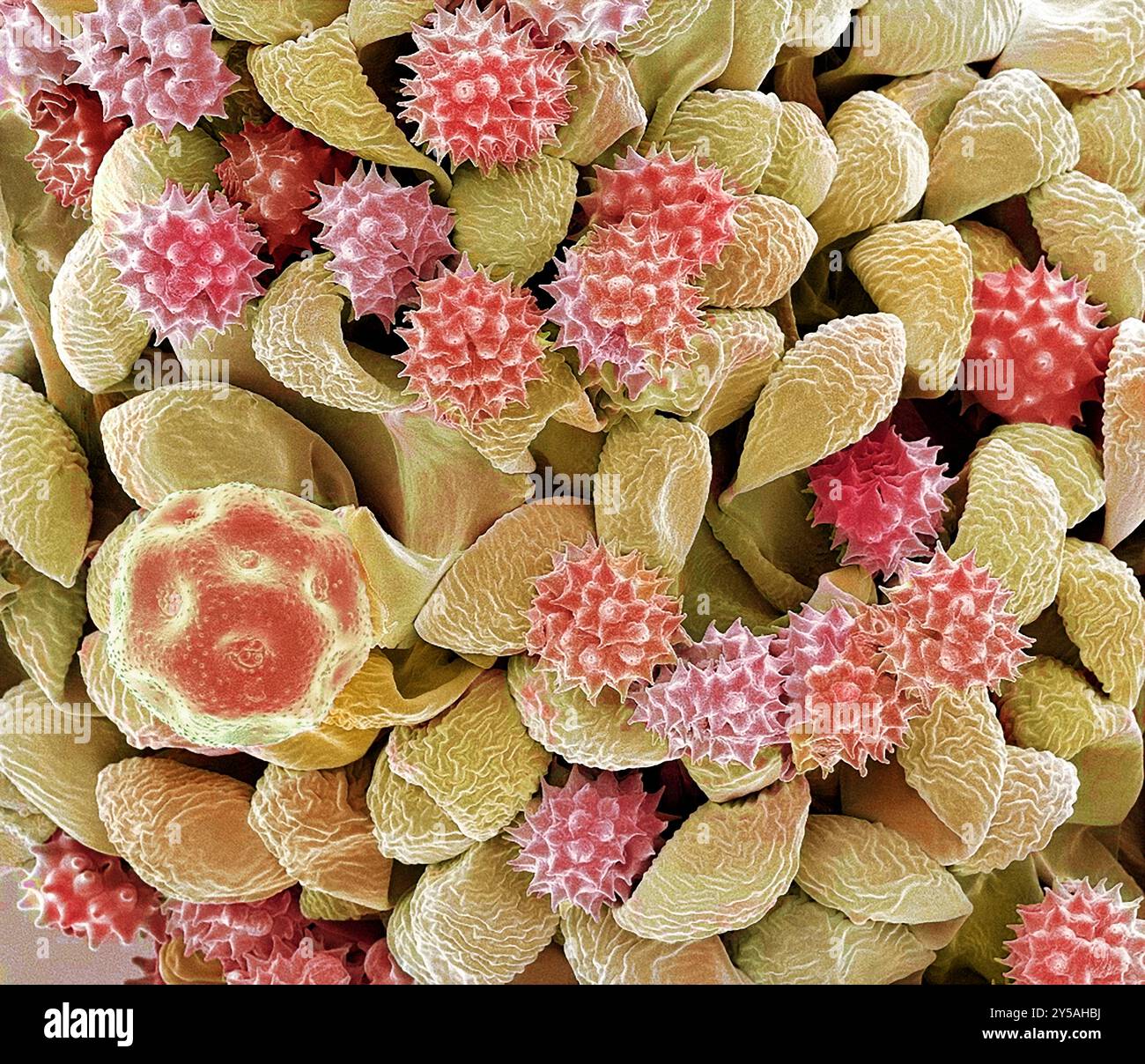 Daisy Anther. Micrographie électronique à balayage couleur (MEB). Grossissement : x650 lors de l'impression à 10 cm de large. Banque D'Images