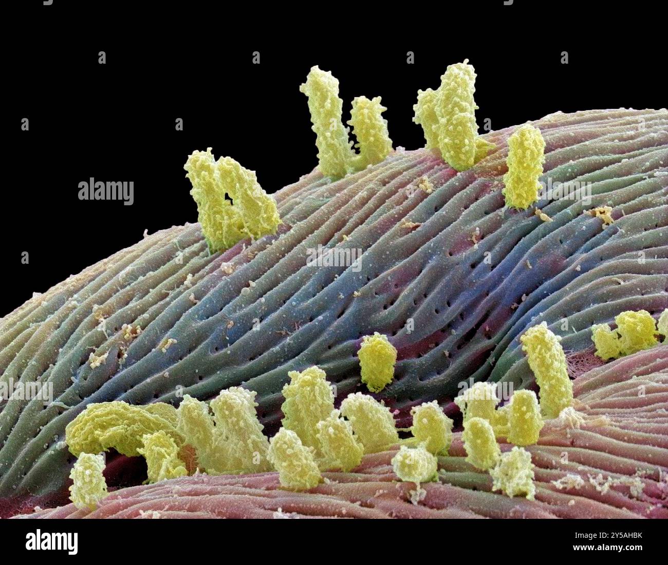 Bactéries stagnantes de l'eau. Micrographie électronique à balayage coloré (MEB) du corps protozoaire fixé par des bactéries dans l'eau stagnante. De nombreux filaments protéiques s'étendent à partir des bactéries. Sans mouvement ni aération, l'eau stagnante devient un terreau de choix pour les biofilms, ou une collection de bactéries ou de champignons. Laissée non traitée, l'eau stagnante devient souvent le foyer de maladies dangereuses et d'agents pathogènes tels que la légionelle, E. coli, les mycobactéries non tuberculeuses et la pneumonie liée à Pseudomonas grossissement : x6000 lorsqu'elle est imprimée à 10 centimètres de large. Banque D'Images