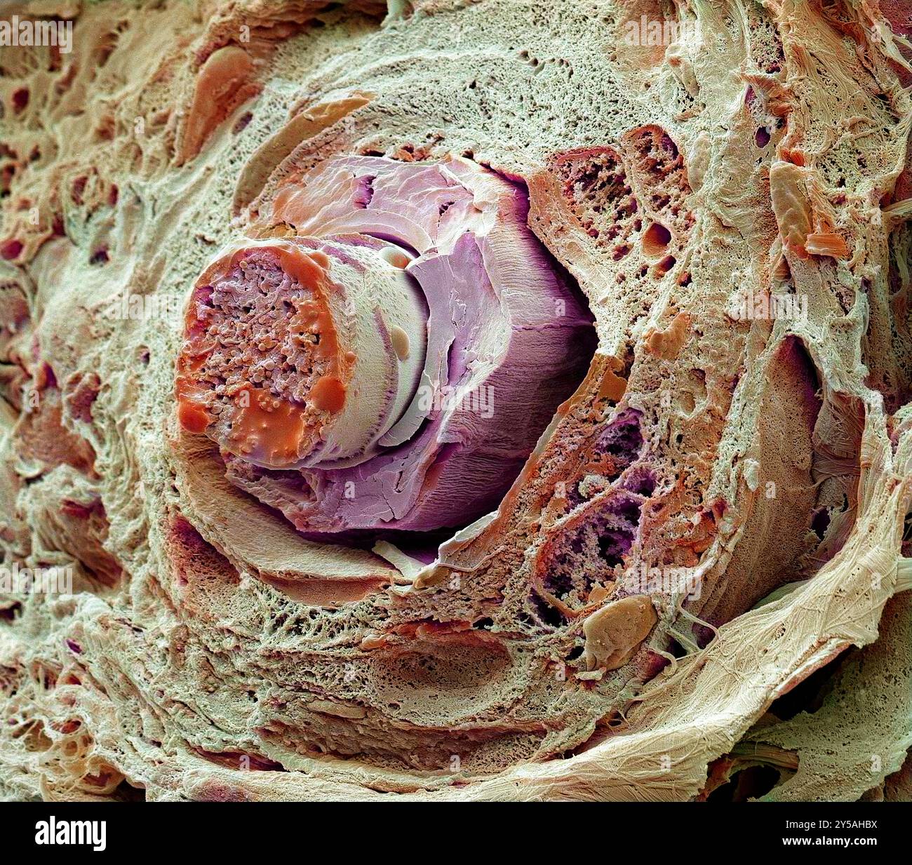 Cils. Micrographie électronique à balayage coloré (MEB) d'une fracture à travers un cil. Un cheveu pousse à partir d'un follicule dans la couche sous-jacente de la peau (le derme) entourant l'œil. La partie du cheveu qui dépasse de la peau est composée de tissus morts et de la protéine kératine. Les cils protègent l'œil des débris. Ils sont sensibles au toucher, fournissant ainsi un avertissement qu'un objet est près de l'œil qui est alors fermé par réflexion. Grossissement : x1600 lorsqu'il est imprimé à 10 centimètres de large. Banque D'Images