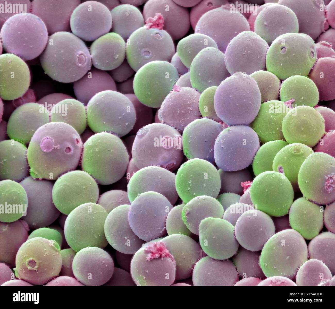 Cellules de levure. Micrographie électronique à balayage coloré (MEB) de cellules de levure utilisées pour la fabrication du champagne (Saccharomyces cerevisiae). Ce champignon est constitué de cellules végétatives uniques. De petites cellules filles peuvent être vues bourgeonner hors de certaines des plus grandes cellules mères. Une fois qu'elles ont atteint leur taille maximale, les cellules filles seront indiscernables des cellules mères. S. cerevisiae fait fermenter le sucre, produisant de l'alcool et du dioxyde de carbone dans le processus. Il est également utilisé dans la production de bière et de pain. Grossissement : x2000 lors de l'impression à 10 centimètres de large Banque D'Images