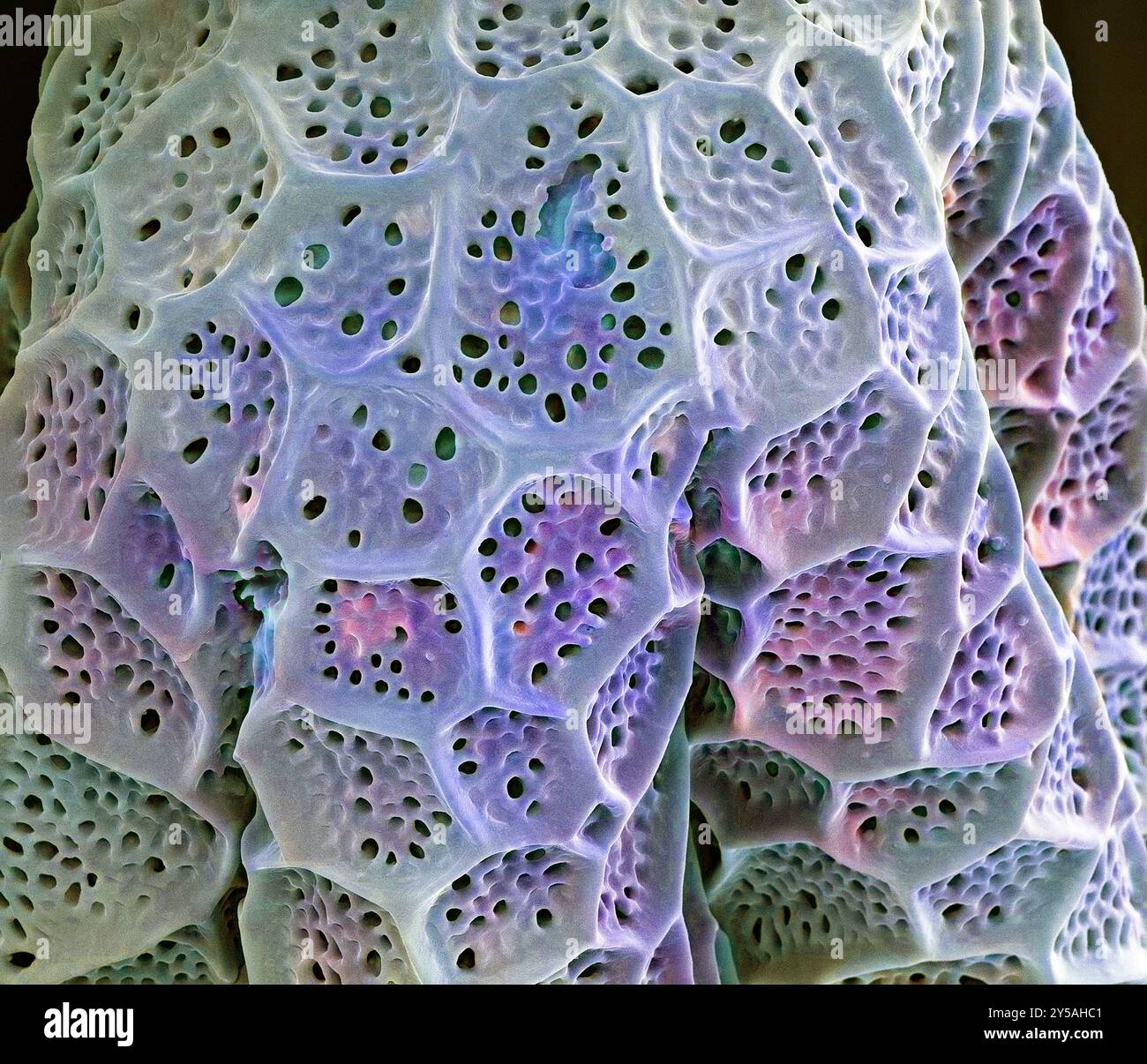 Détail grain pollen basilic. Micrographie électronique à balayage couleur (MEB). Grossissement : x3000at 10 cm de large. Banque D'Images