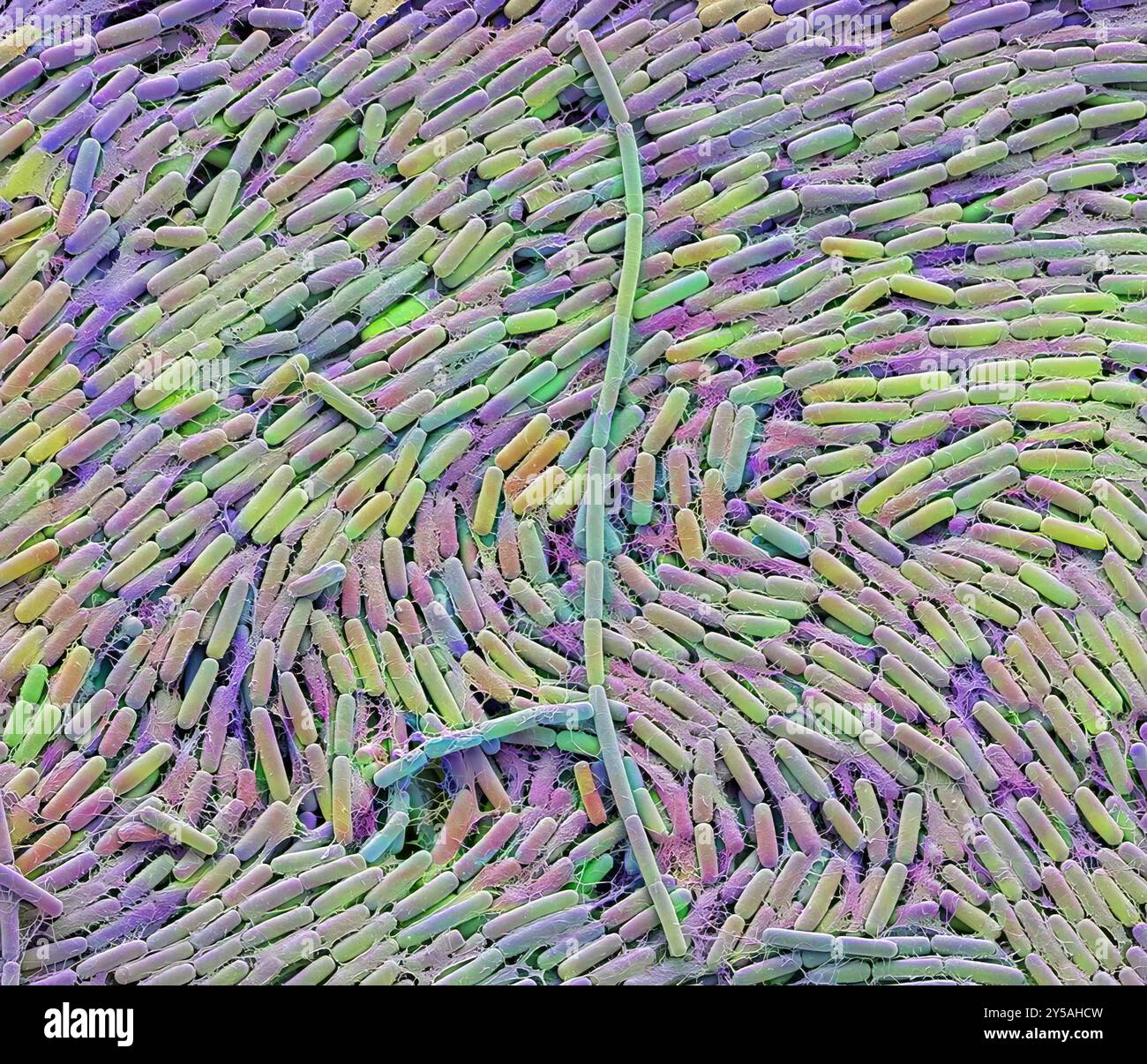 Bactéries du lait maternel. Micrographie électronique à balayage couleur (MEB). Grossissement : x5000 lors de l'impression à 10 cm de large. Banque D'Images
