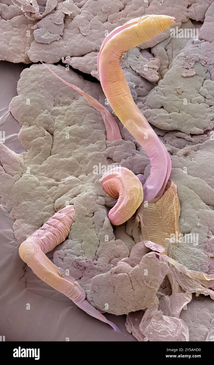 Vers Caenorhabditis elegans, micrographie électronique à balayage coloré (MEB). C. elegans est un nématode hermaphrodite vivant dans le sol et l'un des animaux les plus étudiés en recherche biologique et génétique. Une tendance à se reproduire par autofécondation (aboutissant à une descendance identique), ainsi que le peu de temps nécessaire pour atteindre la maturité, font de ce petit ver un sujet idéal. Grossissement : 600 lorsqu'il est imprimé à 10 centimètres de large. Banque D'Images