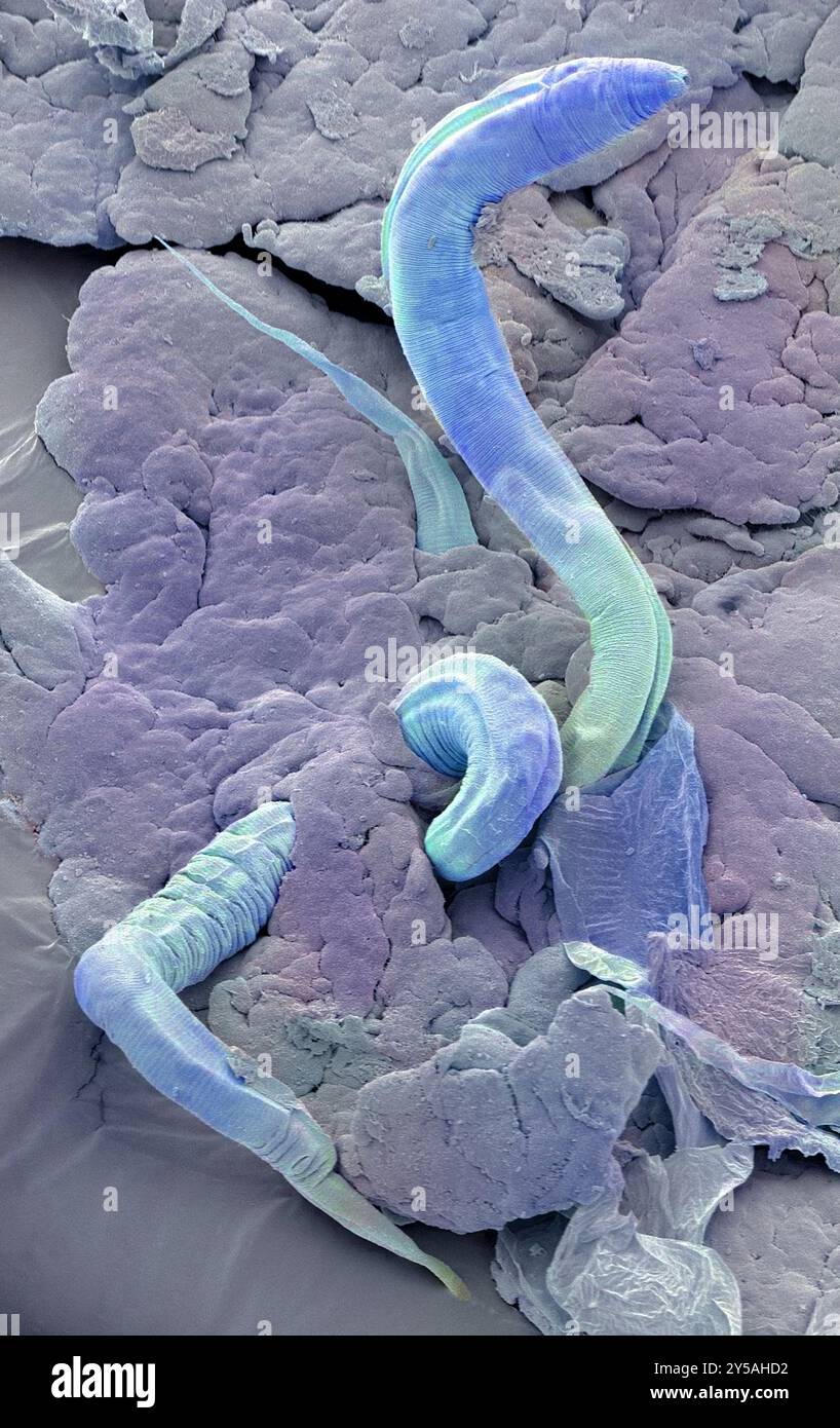 Vers Caenorhabditis elegans, micrographie électronique à balayage coloré (MEB). C. elegans est un nématode hermaphrodite vivant dans le sol et l'un des animaux les plus étudiés en recherche biologique et génétique. Une tendance à se reproduire par autofécondation (aboutissant à une descendance identique), ainsi que le peu de temps nécessaire pour atteindre la maturité, font de ce petit ver un sujet idéal. Grossissement : 600 lorsqu'il est imprimé à 10 centimètres de large. Banque D'Images