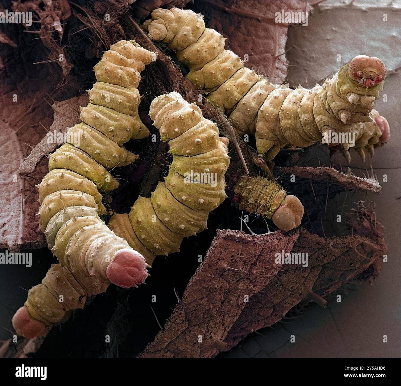 Chenilles sur une feuille. Micrographie électronique à balayage coloré (MEB) de chenilles (ordre des lépidoptères) sur une feuille. Grossissement : x10 lors de l'impression à 10 centimètres de large. Banque D'Images
