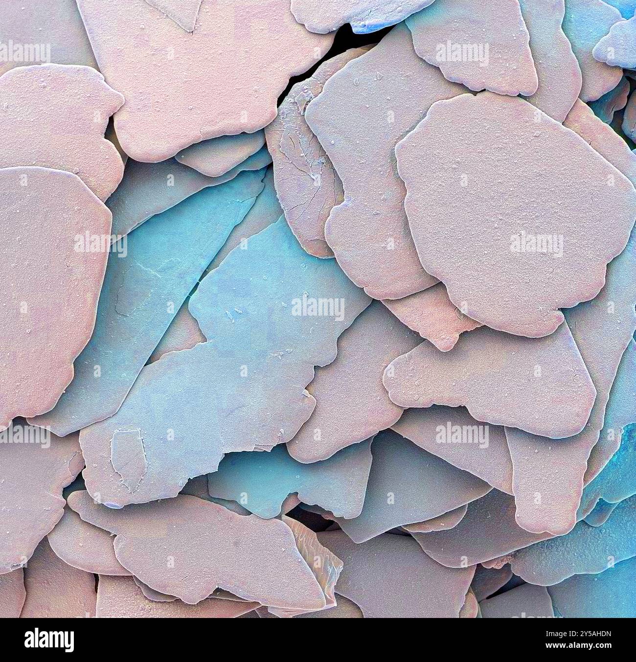 Particules de gommage du visage, SEM. Micrographie électronique à balayage coloré (MEB) des particules trouvées dans la lotion de gommage du visage grand public. Les grandes flocons sont des particules de silice qui ne mesurent que quelques micromètres de largeur chacune. Les flocons agissent comme des agents exfoliants pour éliminer les cellules mortes de la peau lorsqu'ils sont appliqués sur le corps. Agrandissement x 20000 à 10cm de large. Banque D'Images