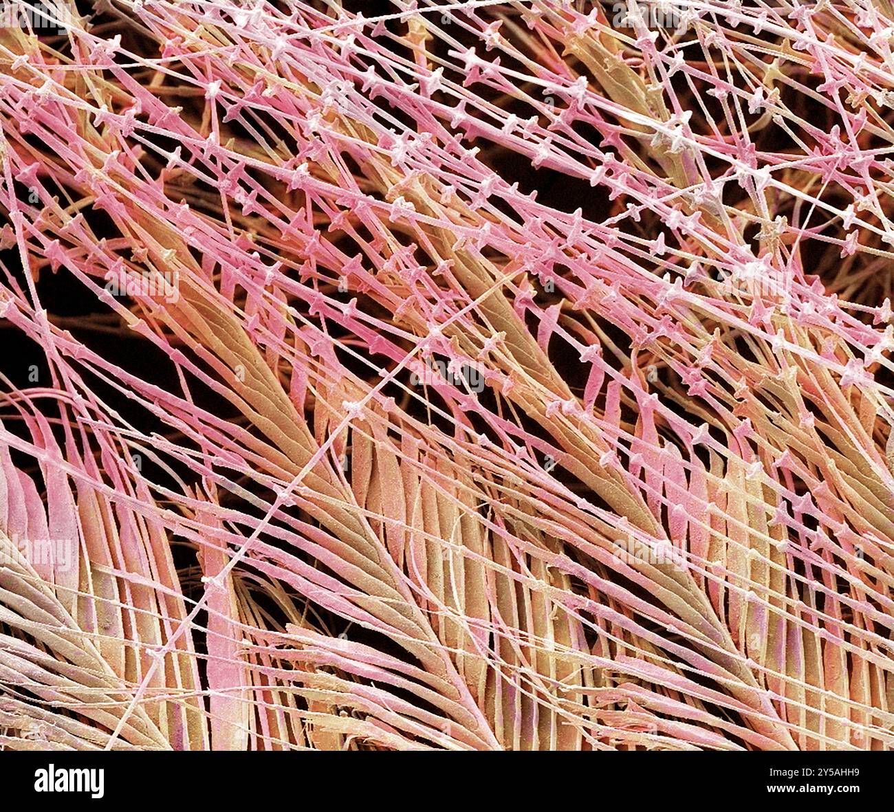 Plume de colombe émeraude (Chalcopaters indica), micrographie électronique à balayage coloré (MEB). L'arbre central, ou rachis, s'étend du coin supérieur droit au coin supérieur gauche. Des rangées de filaments, appelées barbes, se projettent de chaque côté du rachis. Le long de chaque barbe se trouvent des filaments plus petits, appelés barbules. Grossissement : x80 lors de l'impression à 10 centimètres de large. Banque D'Images
