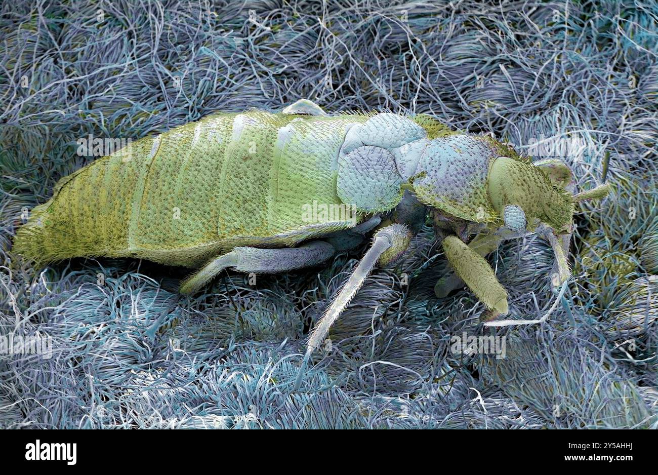 Punaise de lit. Micrographie électronique à balayage couleur (MEB) d'une punaise de lit (Cimex sp.). Le corps des punaises de lit adultes est aplati, ovale et sans ailes, avec des poils microscopiques qui leur donnent une apparence de bandes. Ils se nourrissent du sang des animaux à sang chaud, y compris les humains. Les punaises de lit ne sont généralement actives que la nuit, se cachant dans des crevasses dans les murs et les meubles et dans la literie pendant la journée. Bien qu'ils ne transmettent pas la maladie, leur salive peut causer des gonflements de démangeaisons sur la peau. Grossissement : x15 lorsque imprimé 10 centimètres de large. Banque D'Images