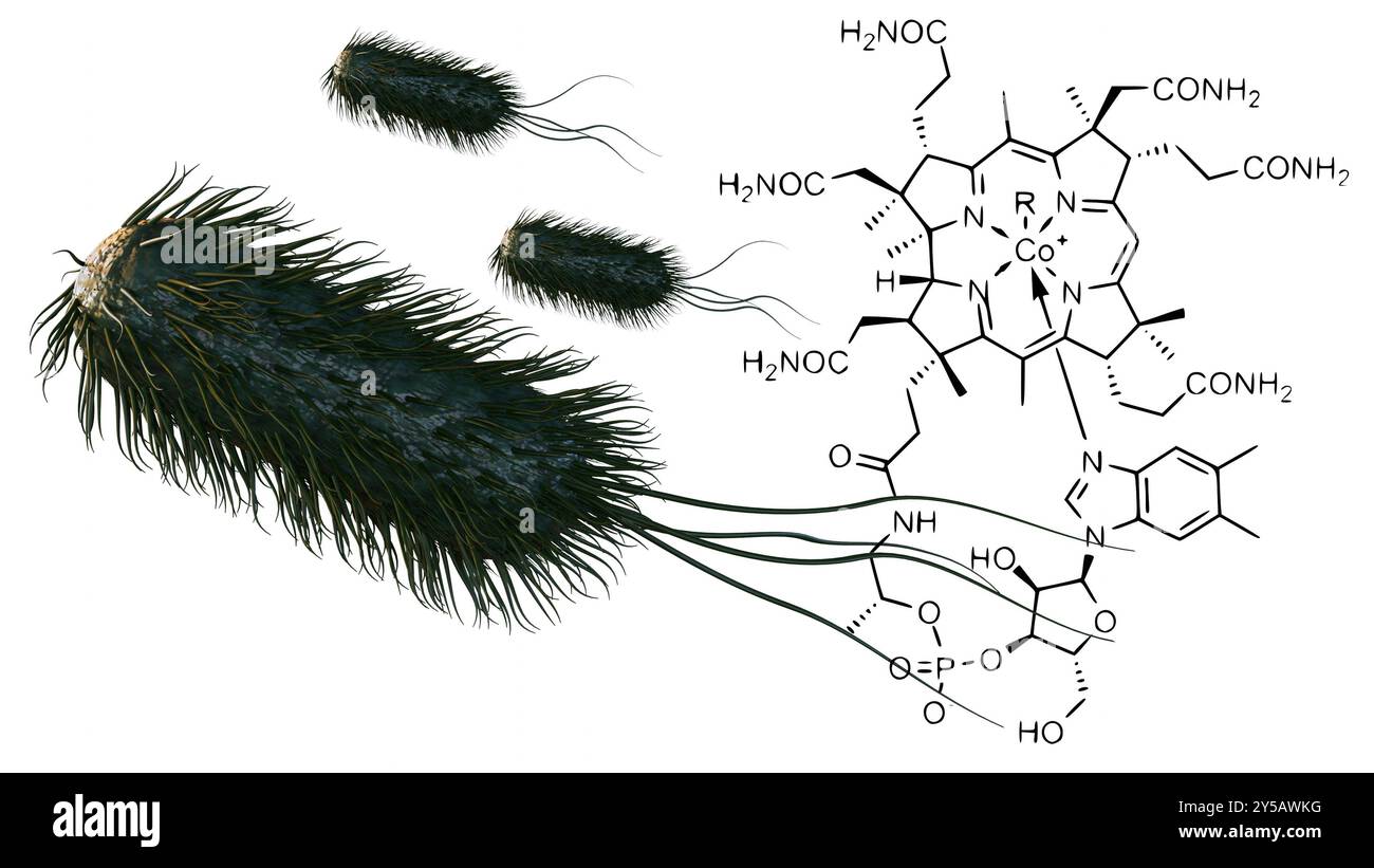 Le rendu 3d de E. coli est l'une des principales sources de vitamine B12 dans l'intestin humain. Banque D'Images