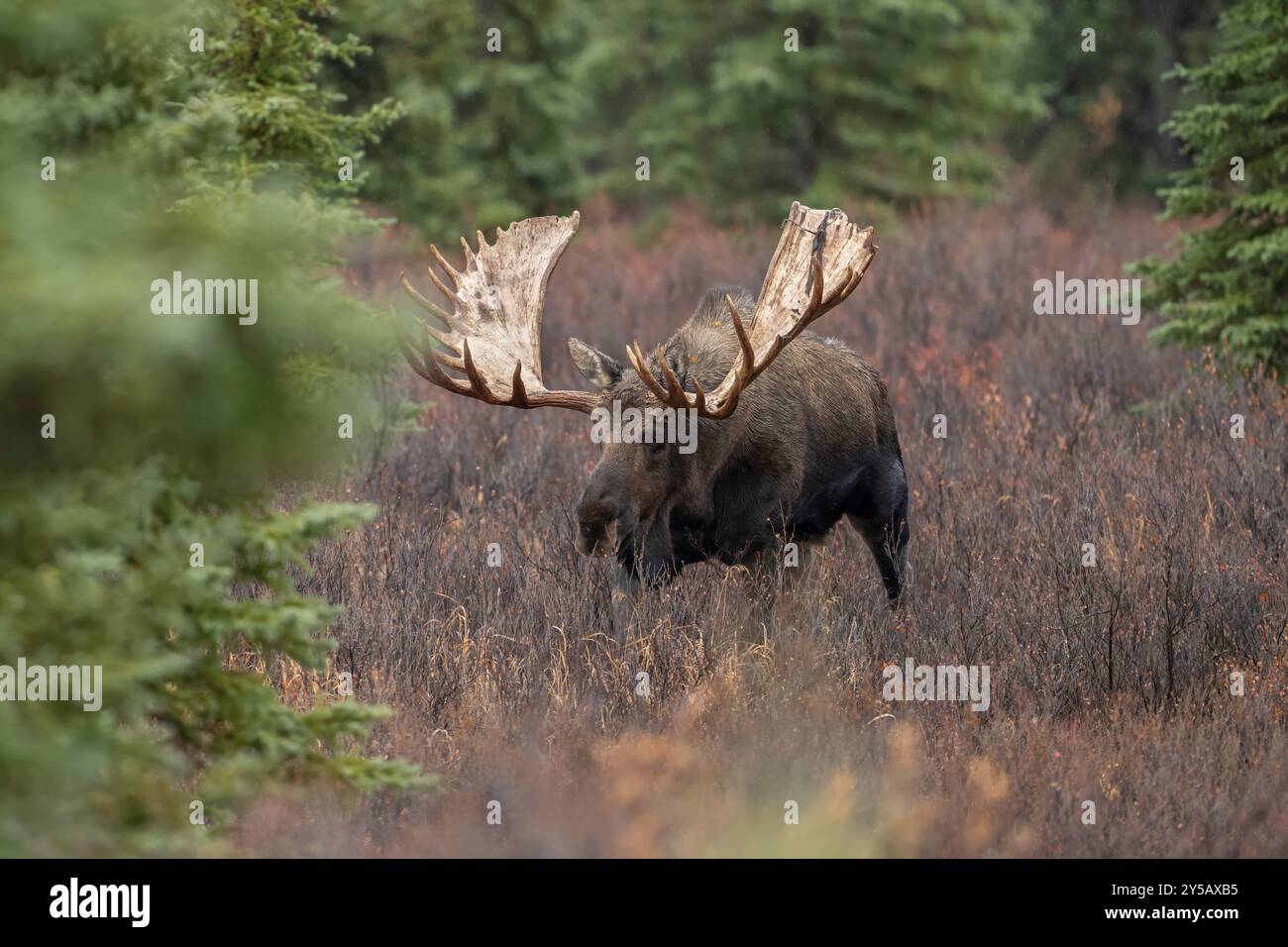 Grand orignal taureau de l'Alaska dans le rut, parc national Denali Banque D'Images Grand orignal taureau de l'Alaska dans le rut, parc national Denali Banque D'Images