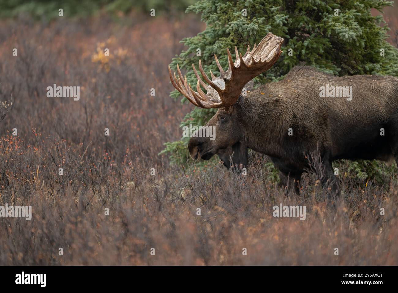 Grand orignal taureau de l'Alaska dans le rut, parc national Denali Banque D'Images Grand orignal taureau de l'Alaska dans le rut, parc national Denali Banque D'Images