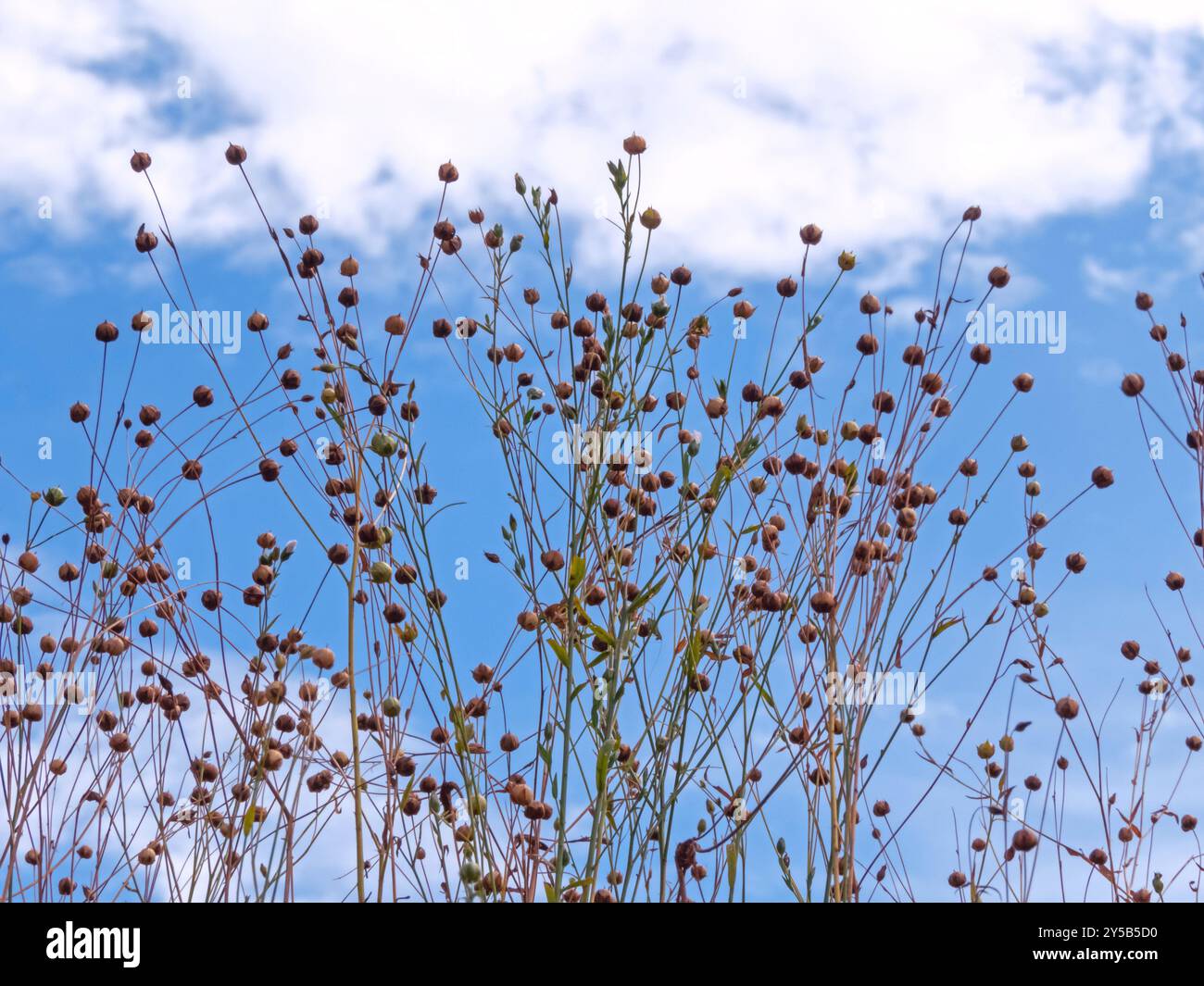 Linum usitatissimum plantes avec des capsules de graines sèches sur le ciel bleu avec des nuages blancs vue de dessous. L'agriculture des fibres de lin. Source d'huile alimentaire de lin. COM Banque D'Images