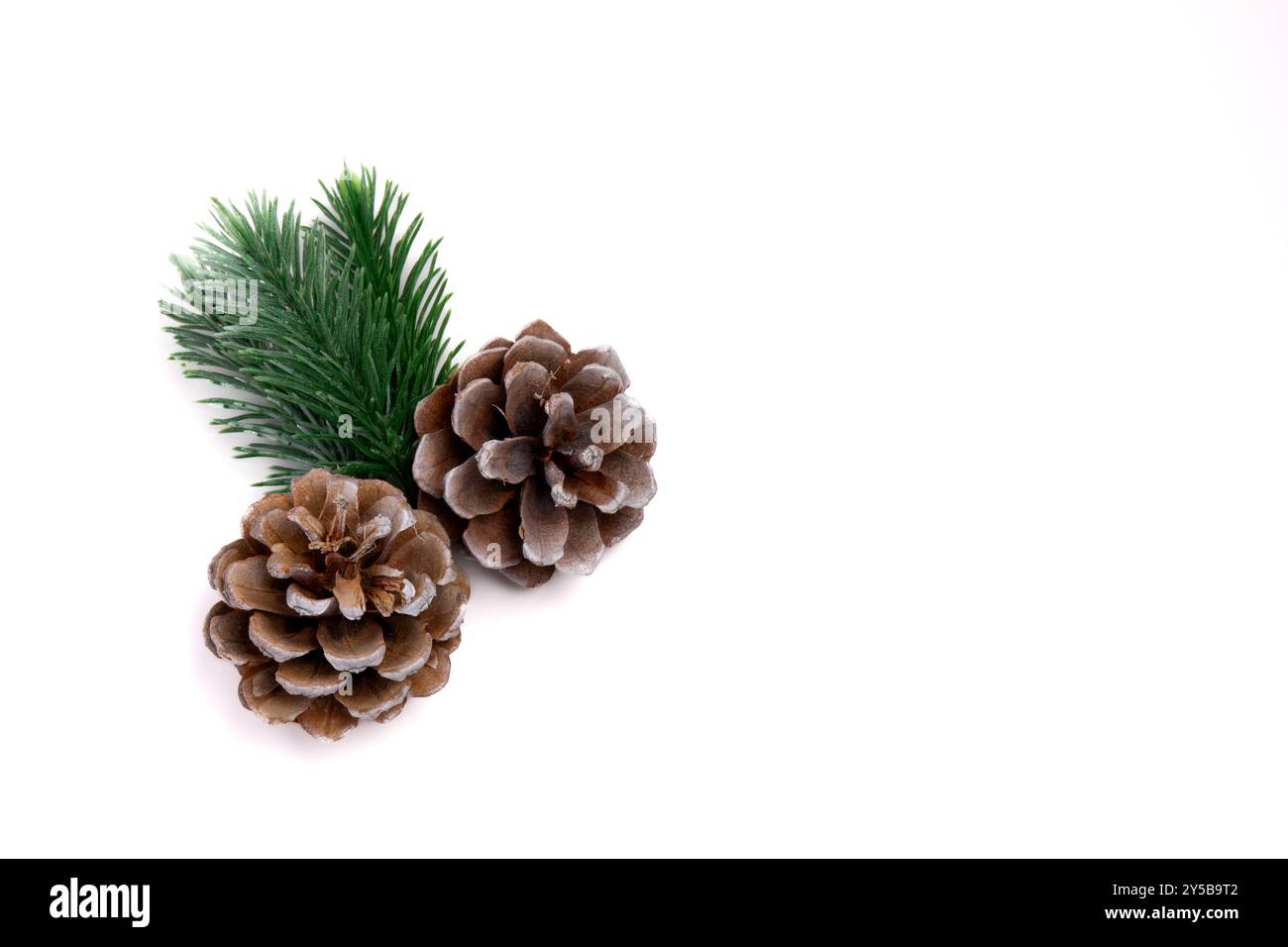 Cette image montre deux pommes de pin brunes et une branche de pin vert disposés sur un fond blanc. Banque D'Images