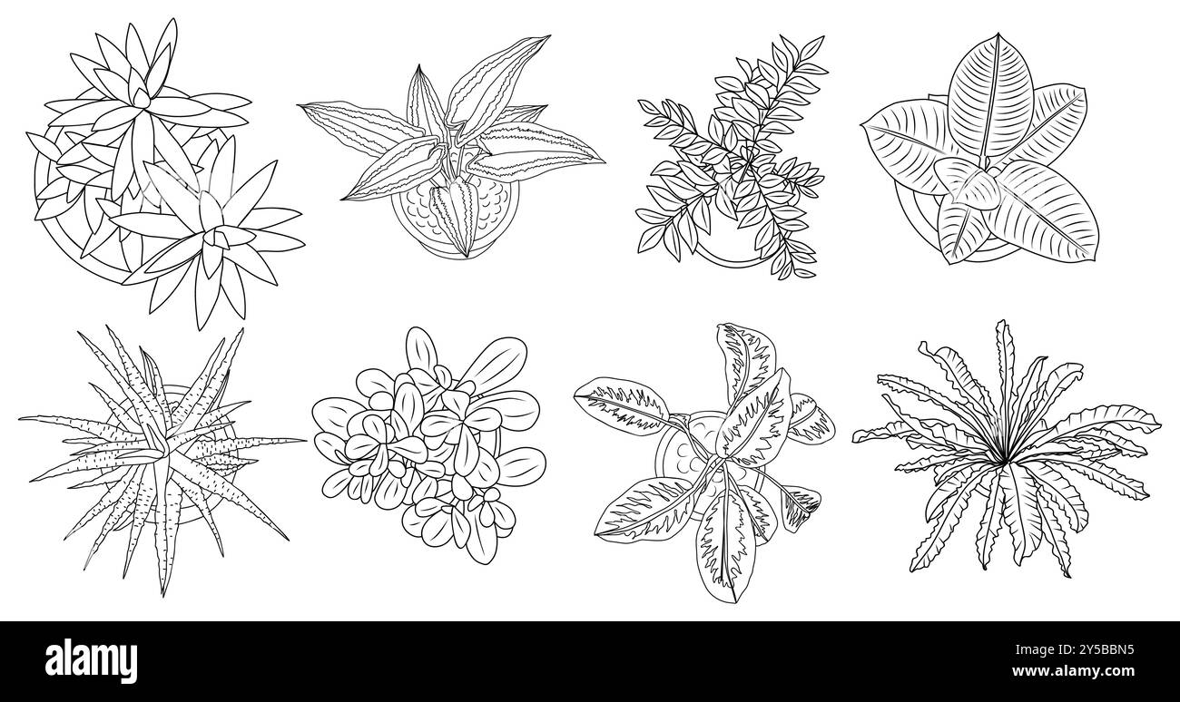 Ensemble de différentes plantes de maison vue de dessus. Illustration de Vecteur