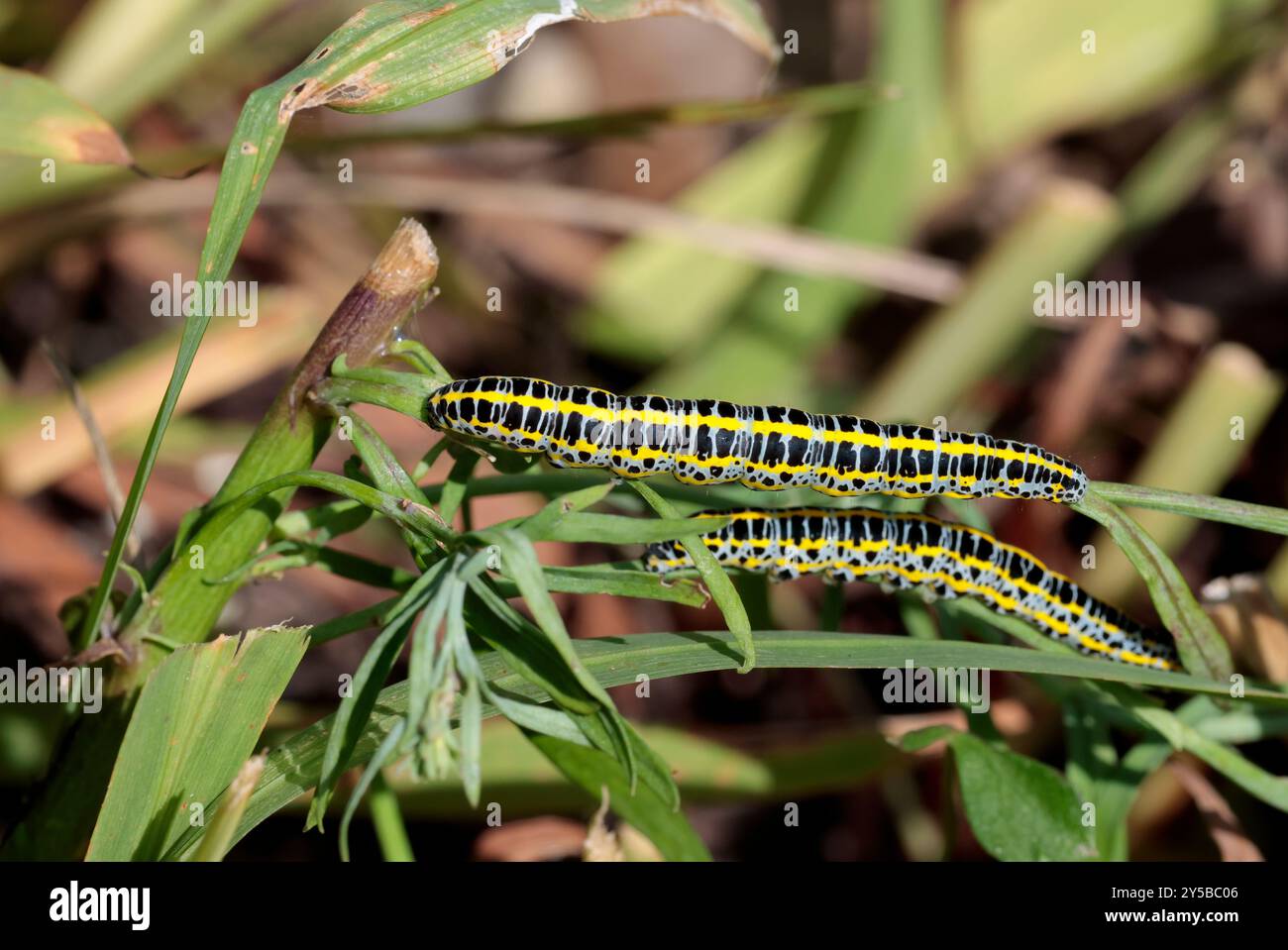 Chenilles du torchon de brocart Toadflax Calophasia lunula, corps gris bleuâtre avec des marques noires et des bandes horizontales jaunes sur la végétation du jardin Banque D'Images