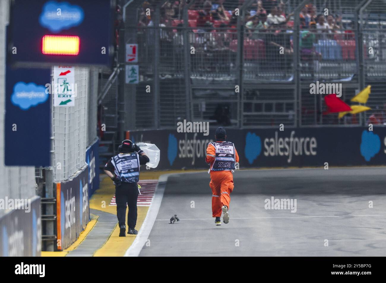 Singapour. 21 septembre 2024. Lizard on track, piste, marshall, commissaire de piste, marshal, marshalls, marshals, drapeau rouge, drapeau lors du Grand Prix de formule 1 de Singapour 2024, 18ème manche du Championnat du monde de formule 1 2024 du 20 au 22 septembre 2024 sur le circuit Marina Bay, à Singapour, Singapour Banque D'Images