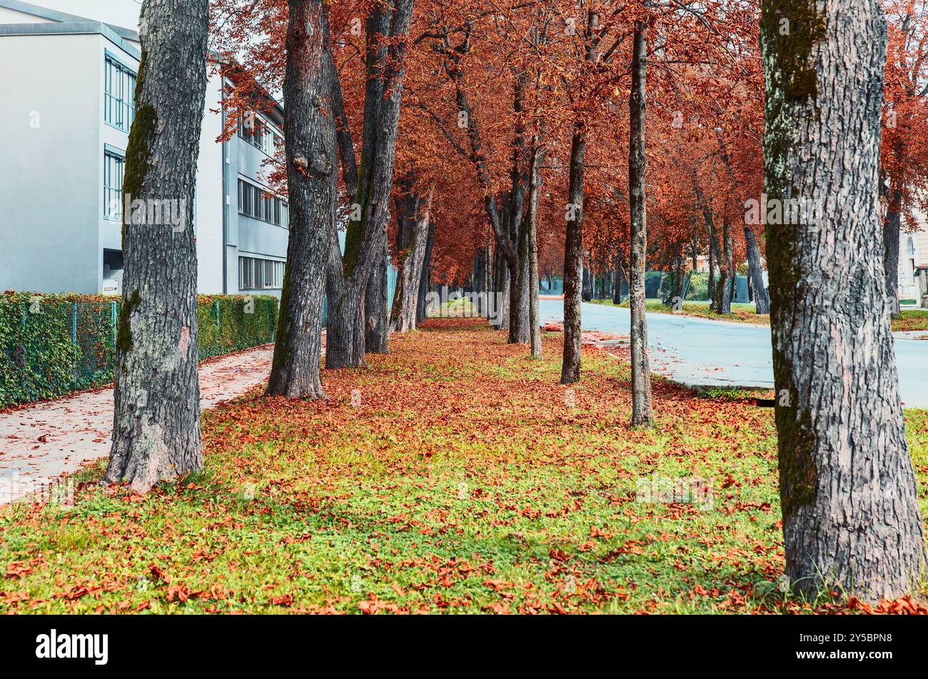 Ruelle couverte de feuilles mortes, arbres bordés le long de la route, couleurs d'automne vibrantes, scène de parc urbain dans le concept de saison d'automne Banque D'Images