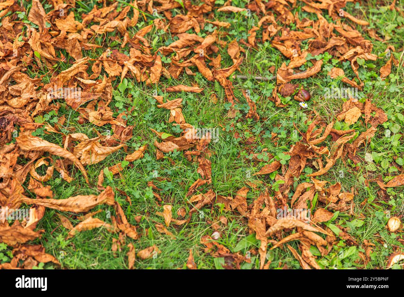 Feuilles d'automne dispersées sur l'herbe verte, feuillage séché sur la pelouse, scène de la nature, ambiance de saison d'automne, fond d'automne naturel, concept d'automne Banque D'Images