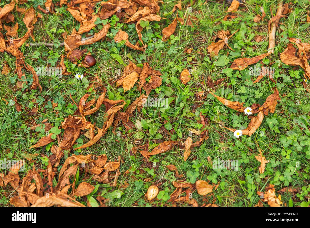 Feuillage tombé sur l'herbe verte, feuilles d'automne dispersées, nature, concept d'automne Banque D'Images