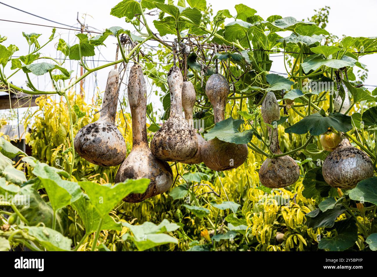 Fruits séchés de gourdes de calabash sur les vignes dans le jardin verdoyant dans le village d'Areni, Arménie le jour ensoleillé d'été Banque D'Images