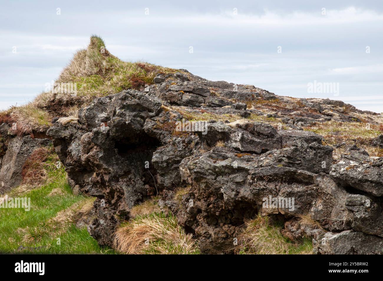 Snaefellsnes péninsule Islande, végétation poussant sur des roches basaltiques Banque D'Images