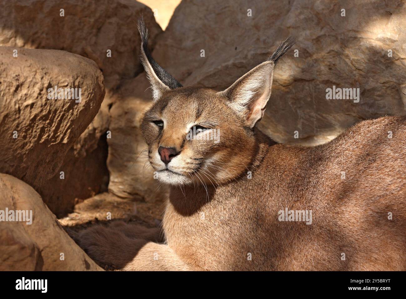 Caracal (Caracal caracal) Banque D'Images