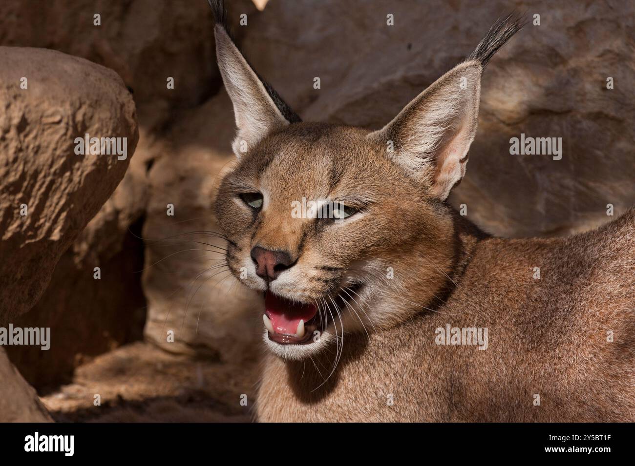 Caracal (Caracal caracal) Banque D'Images