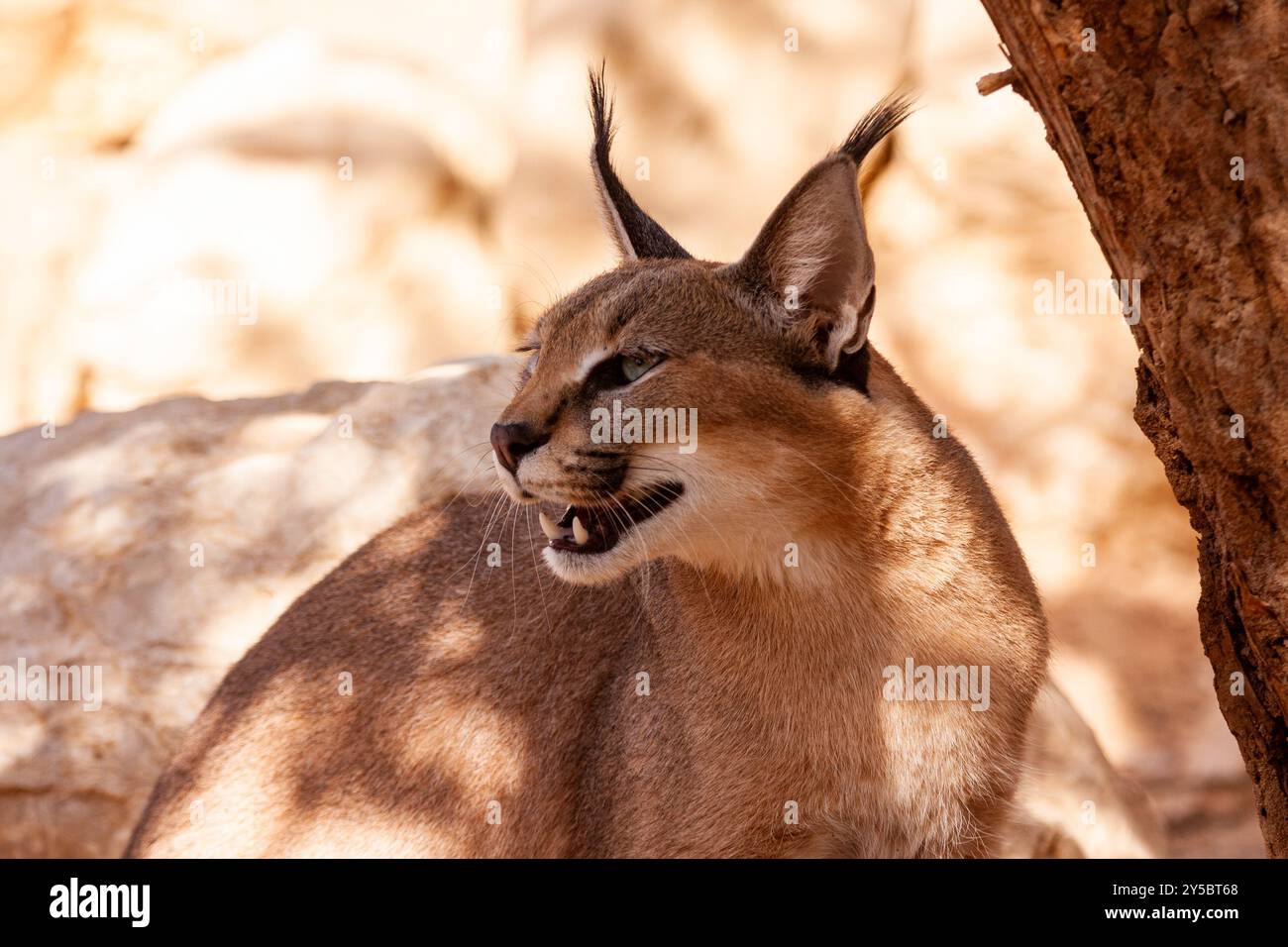 Caracal (Caracal caracal) Banque D'Images