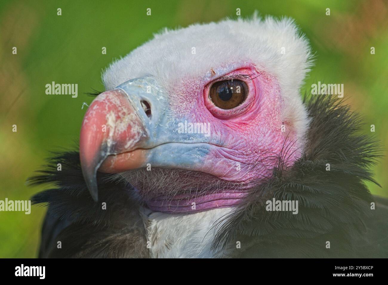 Trigonoceps occipitalis aka Vulture à tête blanche gros plan sur la tête. Oiseau coloré dans Zoo Zlin Lesna en république tchèque. Œil à œil. Animal drôle. Banque D'Images