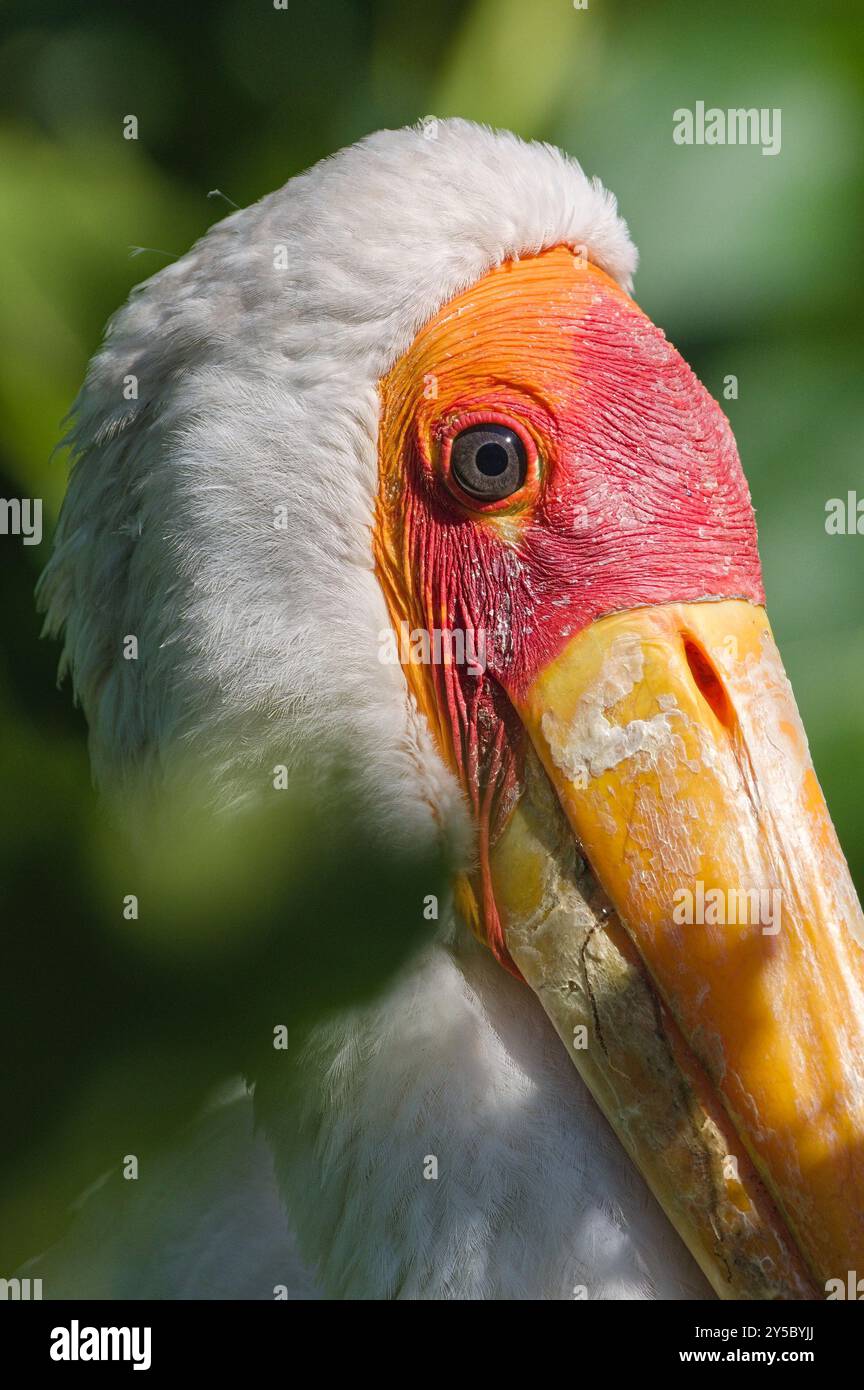 Mycteria ibis alias Yellow-Billed Stork. Gros plan portrait de tête d'un énorme oiseau dans le zoo Zlin Lesna en tchèque reublic. Banque D'Images