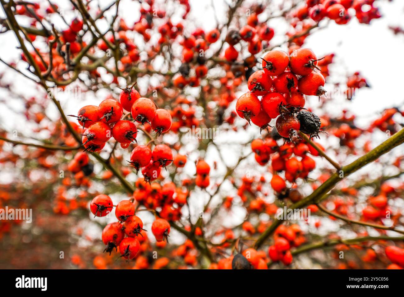 Gros plan sur les fruits rouges de rowan. Banque D'Images