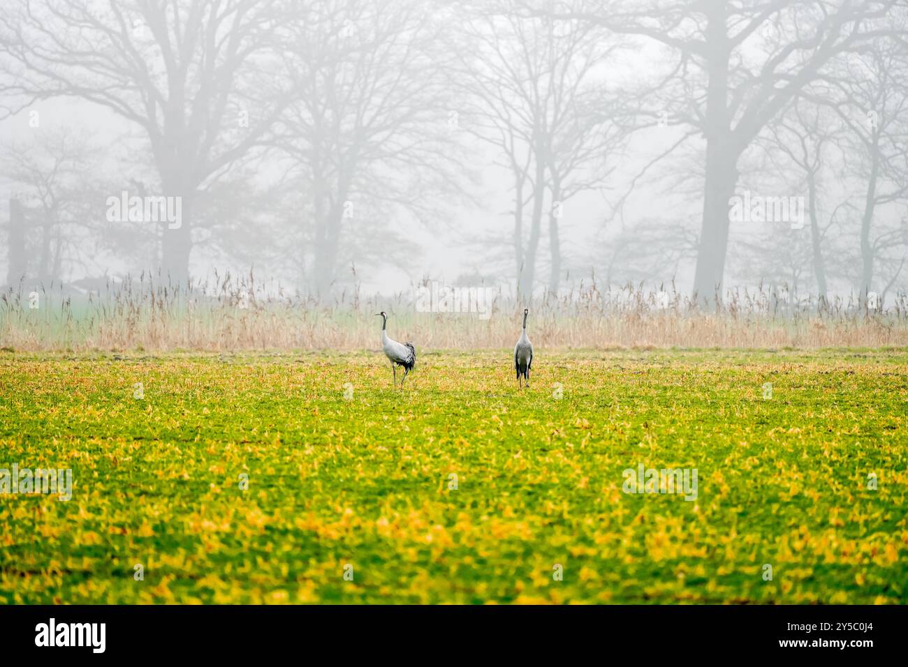 Paysage hivernal sur l'Elbe. Banque D'Images