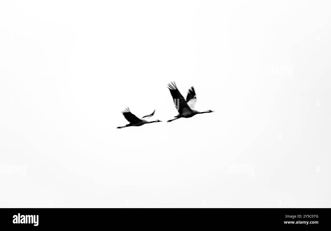 Oiseaux migrateurs volants dans le ciel. Prise de vue en noir et blanc en hiver. Banque D'Images