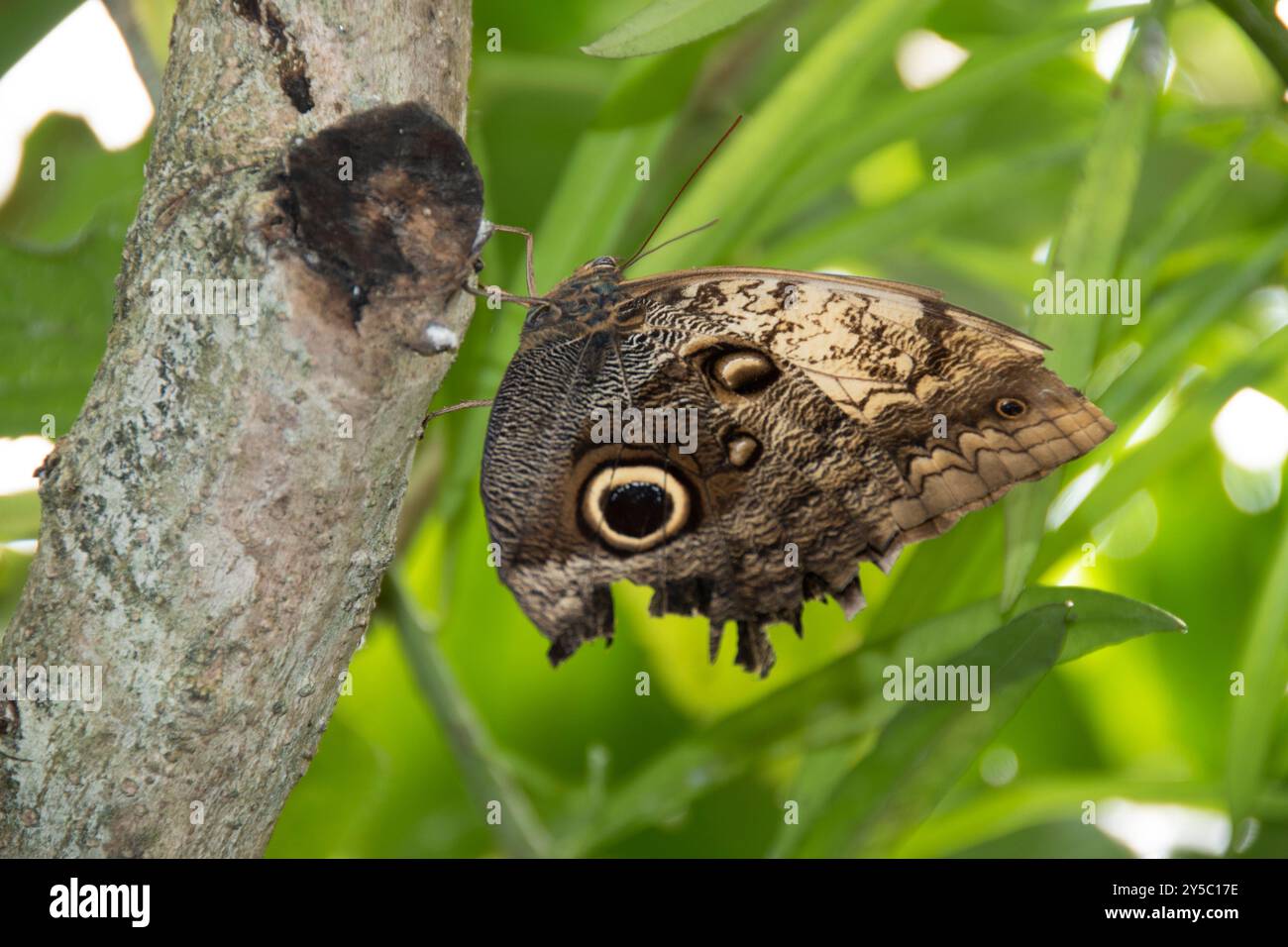 Butterfly Brown Owl avec un pot à paupières clair sur l'aile s'accroche à une branche d'arbre à la Tropical Butterfly House, Royaume-Uni Banque D'Images
