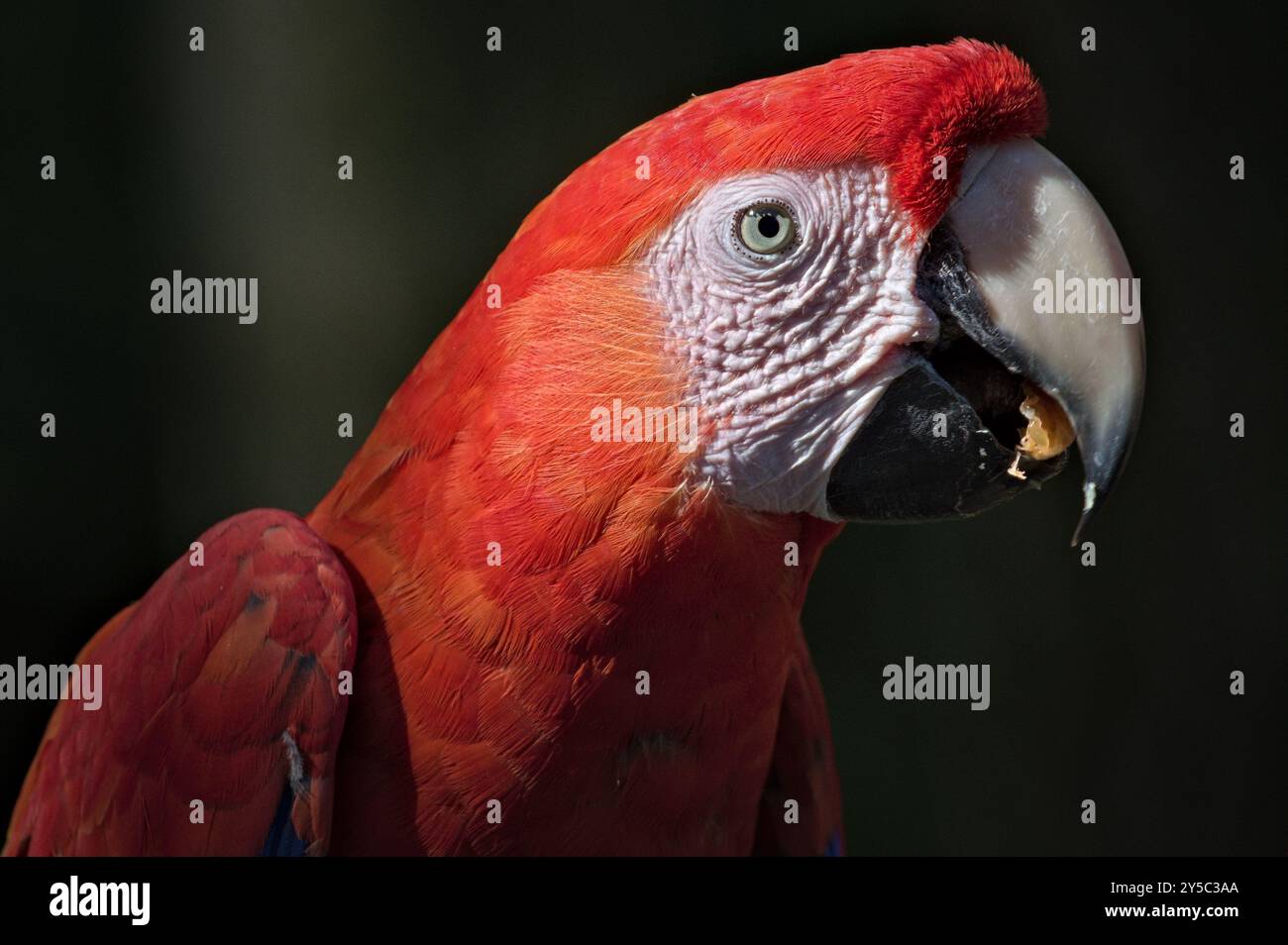 Macaw écarlate aka Ara macao ou Ara arakanga avec de la nourriture dans le bec. Incroyable perroquet coloré au ZOO Lesna en république tchèque. Oiseau exotique. Banque D'Images