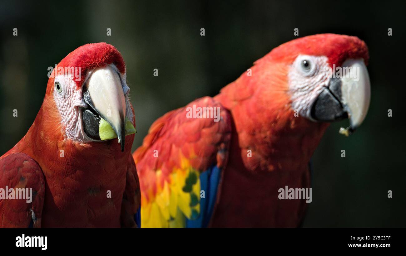 Macaw écarlate aka Ara macao ou Ara arakanga avec de la nourriture dans le bec. Incroyable perroquet coloré au ZOO Lesna en république tchèque. Oiseau exotique. Banque D'Images