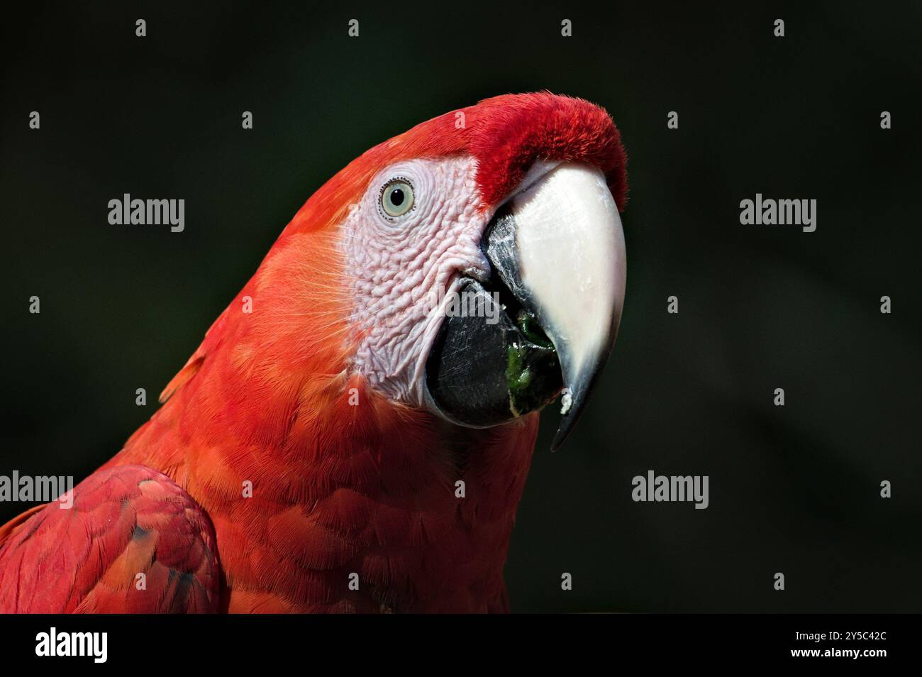 Macaw écarlate aka Ara macao ou Ara arakanga portrait de tête en gros plan. Incroyable perroquet coloré au ZOO Lesna en république tchèque. Oiseau exotique. Banque D'Images