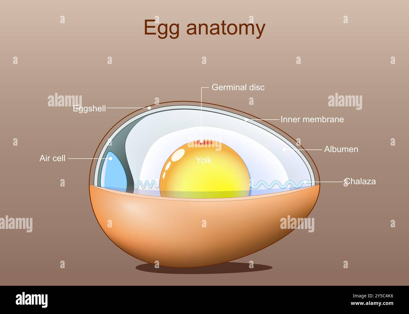 Anatomie de l'oeuf. Structure de l'oeuf d'oiseau. Illustration vectorielle. Schéma de principe. Affiche détaillée. Illustration de Vecteur