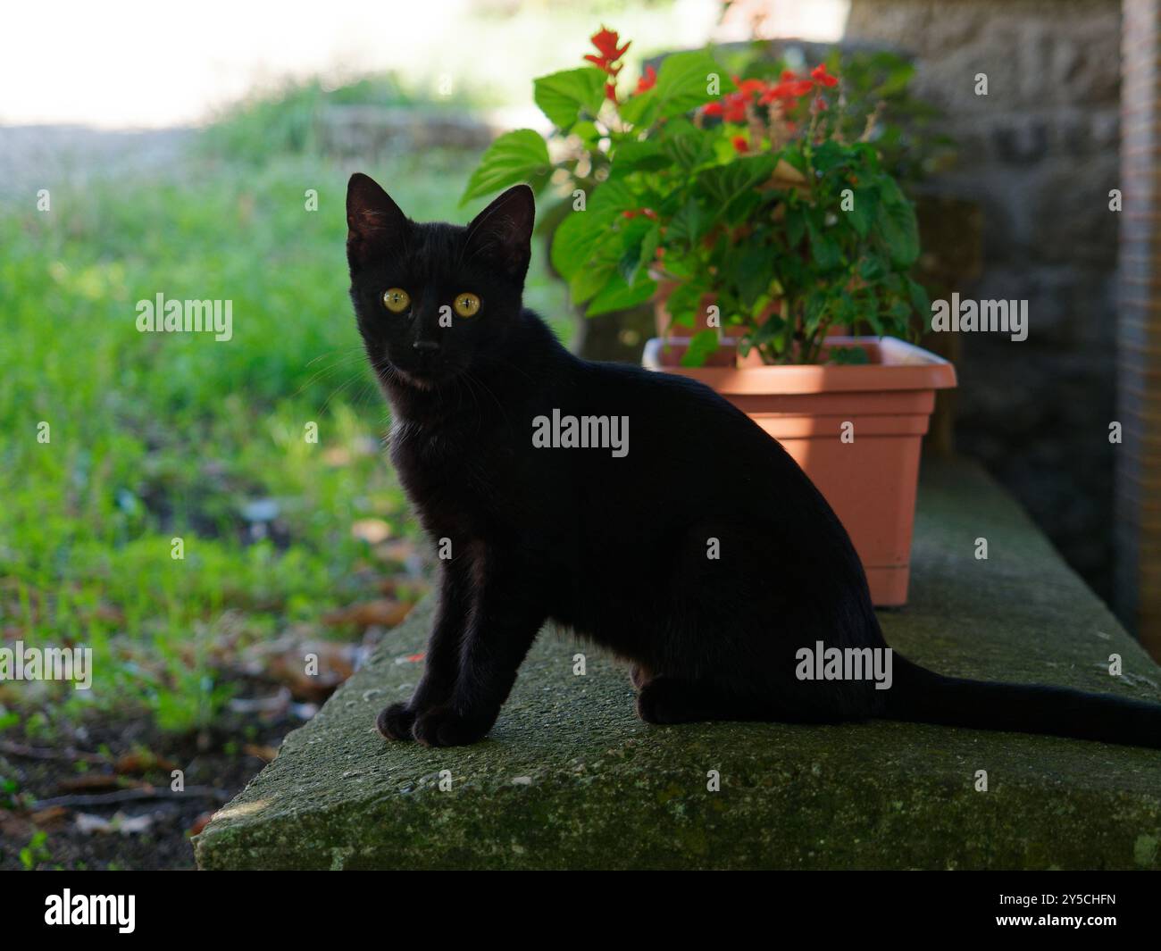 Chaton chat noir avec les yeux surprenants à côté d'un pot de plante n le matin dans la ville de Montefiascone, région du Latium, Italie. 21 septembre 2024 Banque D'Images