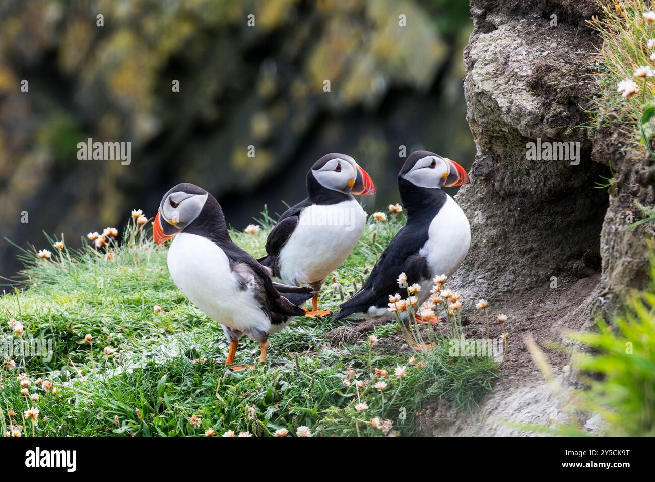 Trois macareux, Fratercula arctica, à l'extérieur du terrier à Sumburgh Head, Shetland Mainland. Banque D'Images