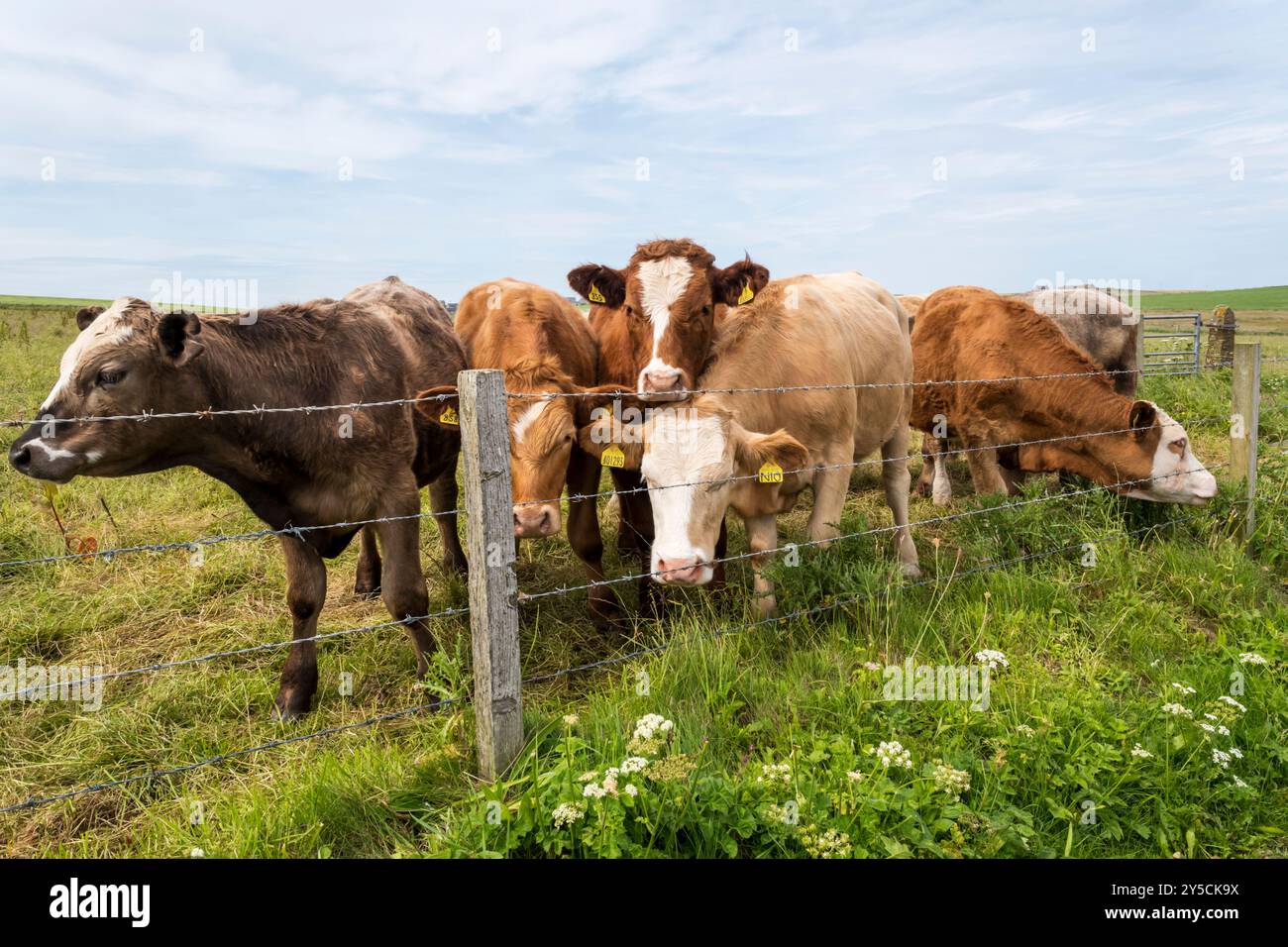 Bétail Inquisitve dans un champ sur Orkney Mainland. Banque D'Images