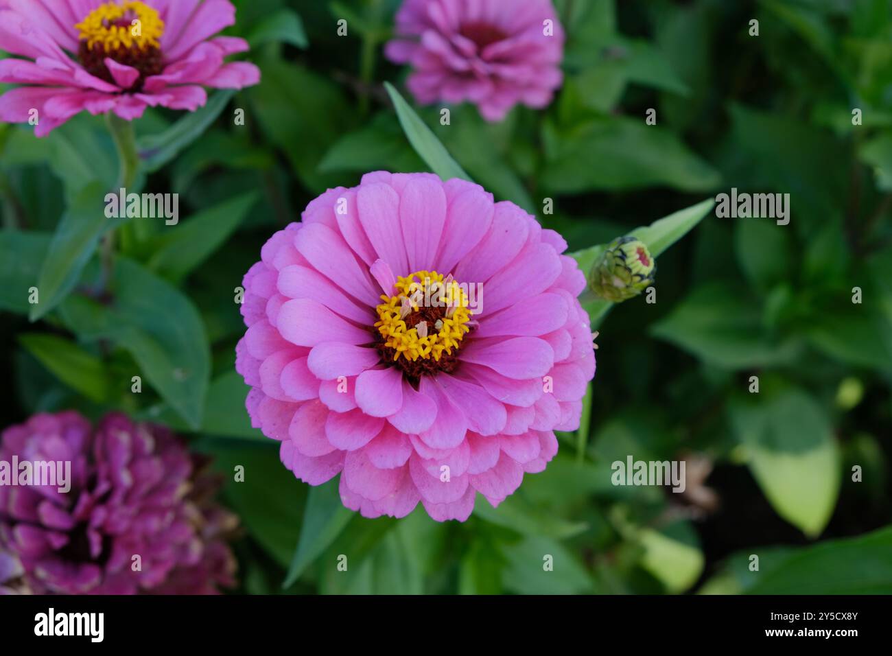 Chrysanthème fleurit à Biei Furano Hokkaido Japon en septembre jardins de fleurs panoramiques Shikisai-no-Oka Banque D'Images
