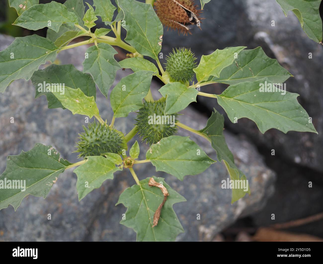 Datura stramonium, Thorn Apple Banque D'Images