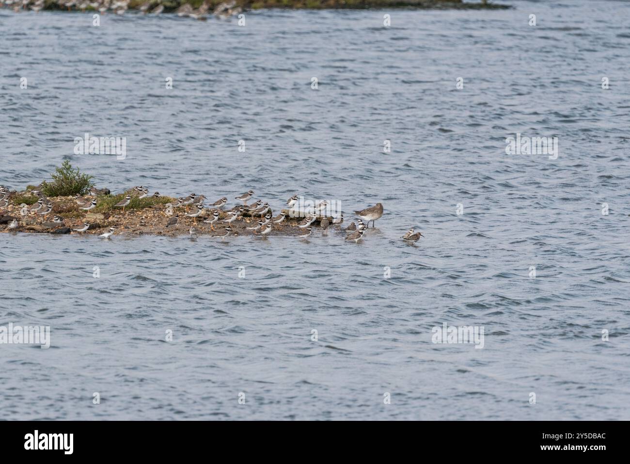 Petit troupeau de Pluviers annelés (Charadrius hiaticula) sur la lagune à Leigh on Sea, Essex Banque D'Images