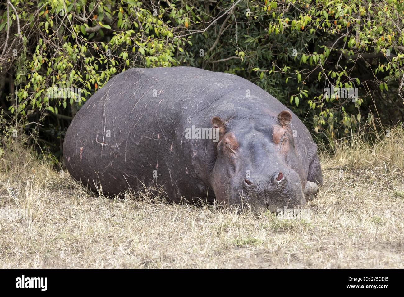 Un hippopotame blessé est épuisé devant un buisson Banque D'Images